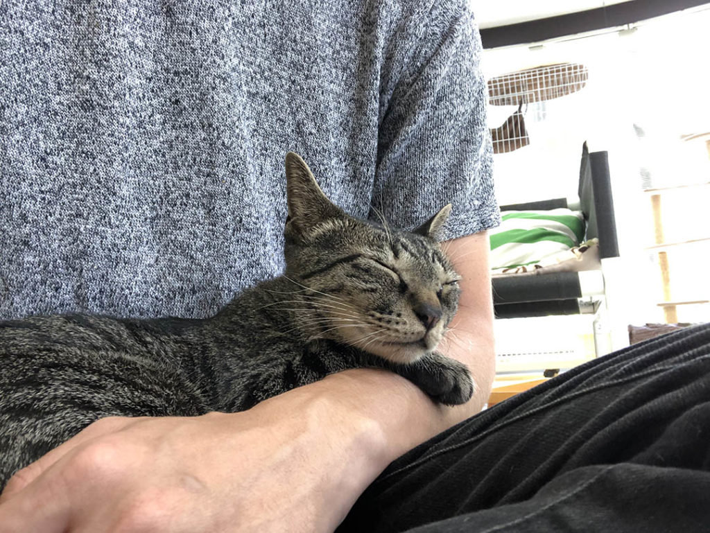 ねことぼく Jp ねことぼく Jp